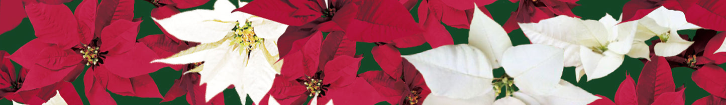mt christmas poinsettia