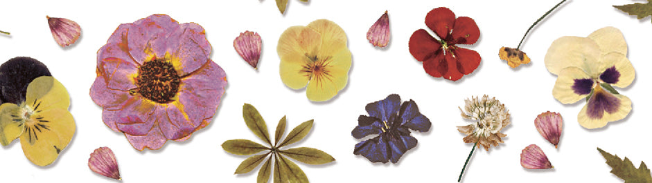 mt for pack pressed flower